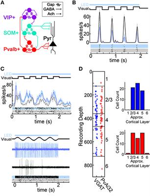 Divisive Inhibition Prevails During Simultaneous Optogenetic Activation of All Interneuron Subtypes in Mouse Primary Visual Cortex